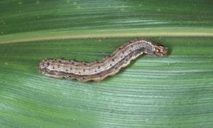 fall-armyworm-Spodoptera-frugiperda