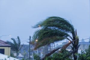 Palm Tree during Hurricane