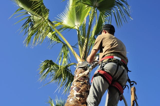 An arborist Pruning a Palm Tree