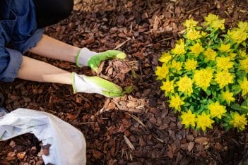 Spring Landscape Preparation & Care Tips