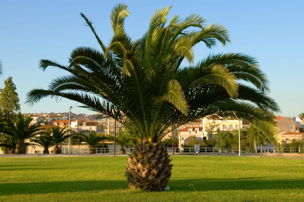 How To Care For A Sago Palm