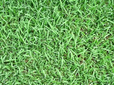 St Augustine Or Zoysia Grass - The Difference and Which One Is Better