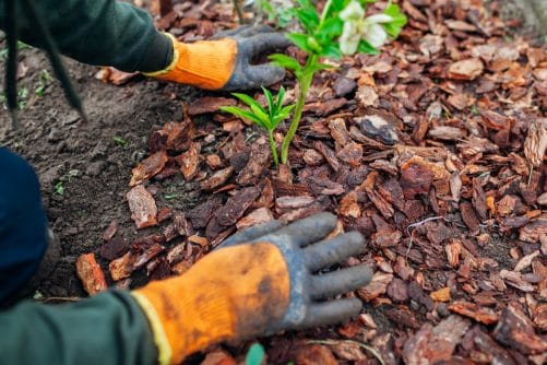 How To Mulch In Fall For A Beautiful Garden In Spring