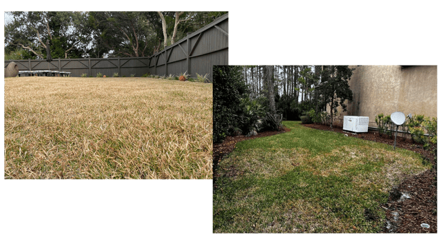 Understanding the Difference: Brown Patch vs. Dormancy in Your Lawn